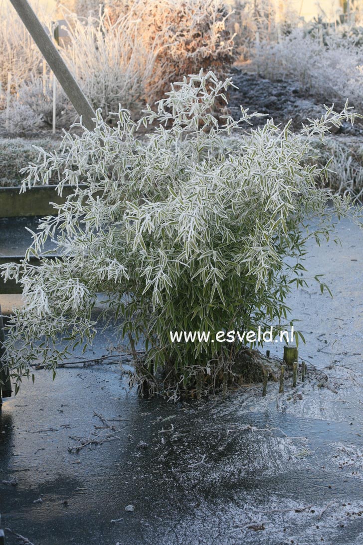 Phyllostachys atrovaginata 'Green Perfume'