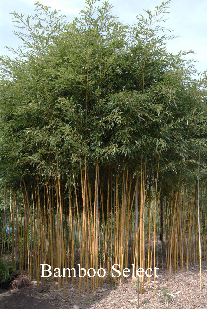 Phyllostachys aureosulcata 'Aureocaulis'