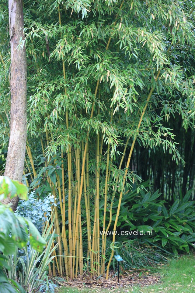 Phyllostachys aureosulcata 'Harbin Inversa'