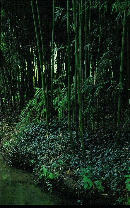 Phyllostachys aureosulcata