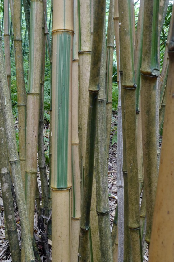 Phyllostachys bambusoides 'Castillonis'