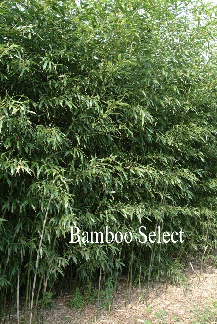 Phyllostachys bissettii