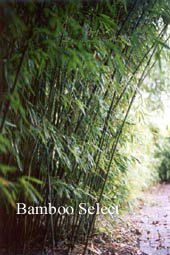 Phyllostachys humilis