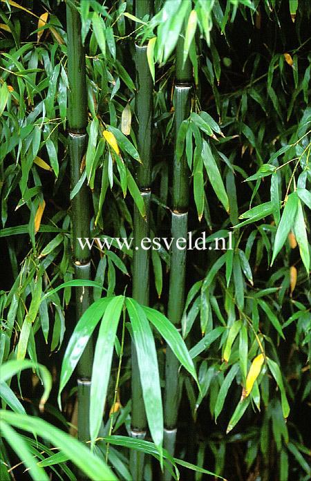 Phyllostachys nuda