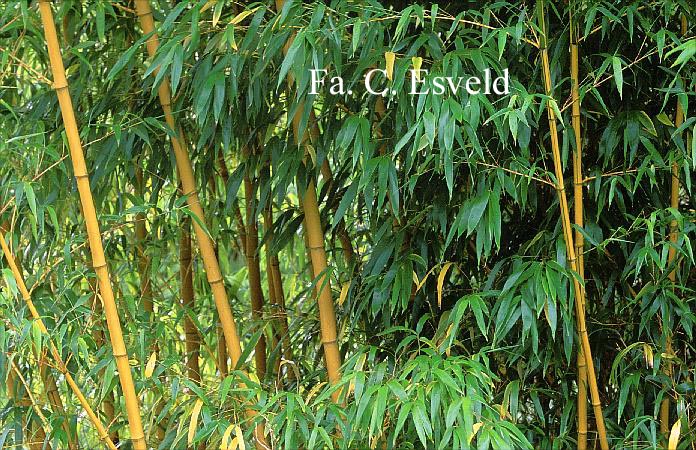 Phyllostachys vivax 'Aureocaulis'