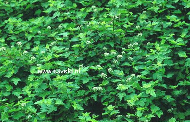 Physocarpus capitatus 'Tilden Park'