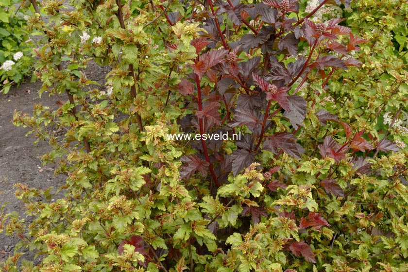 Physocarpus opulifolius 'Chameleon'