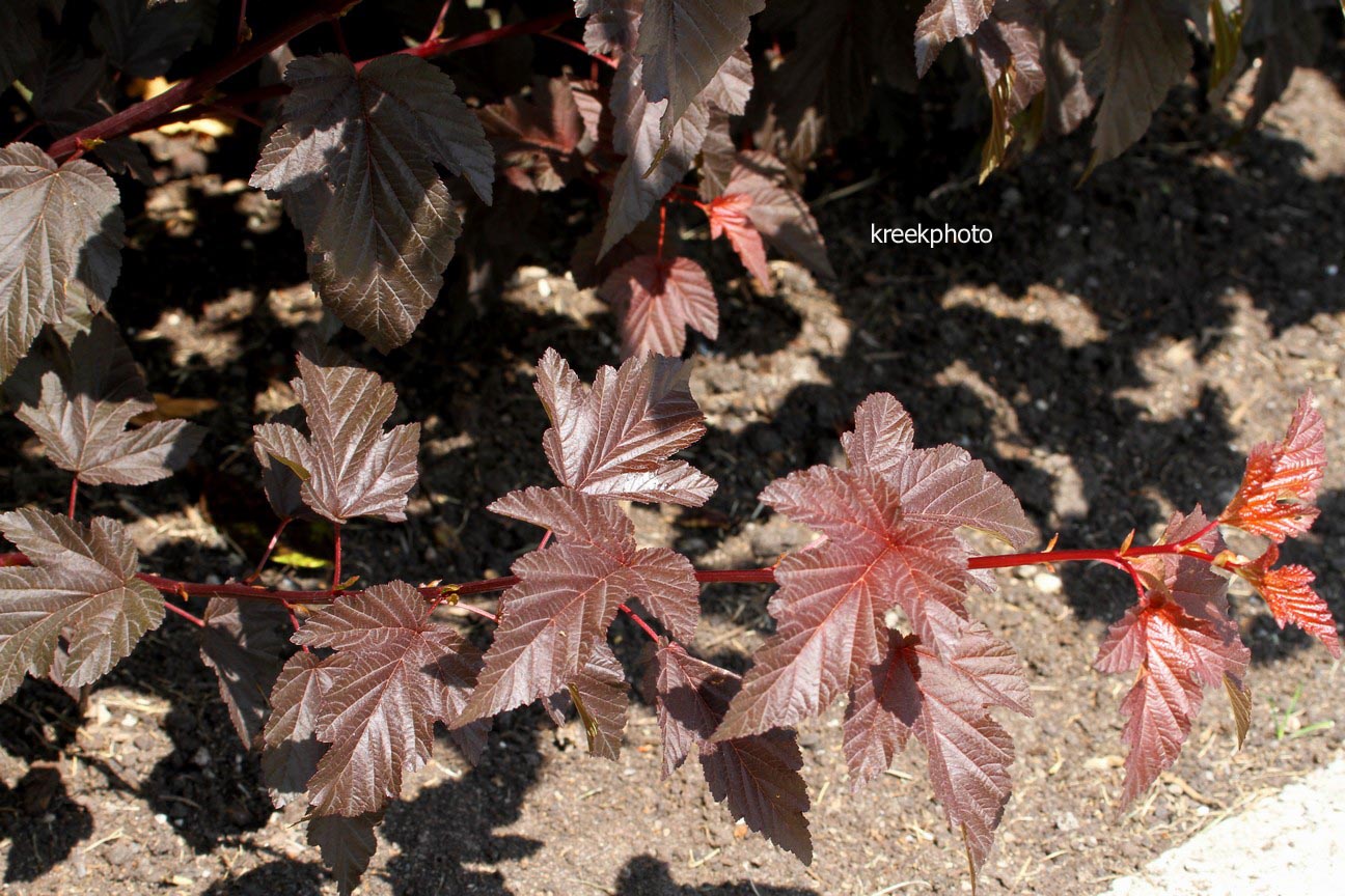 Physocarpus opulifolius 'Tuilad' (LADY IN RED)