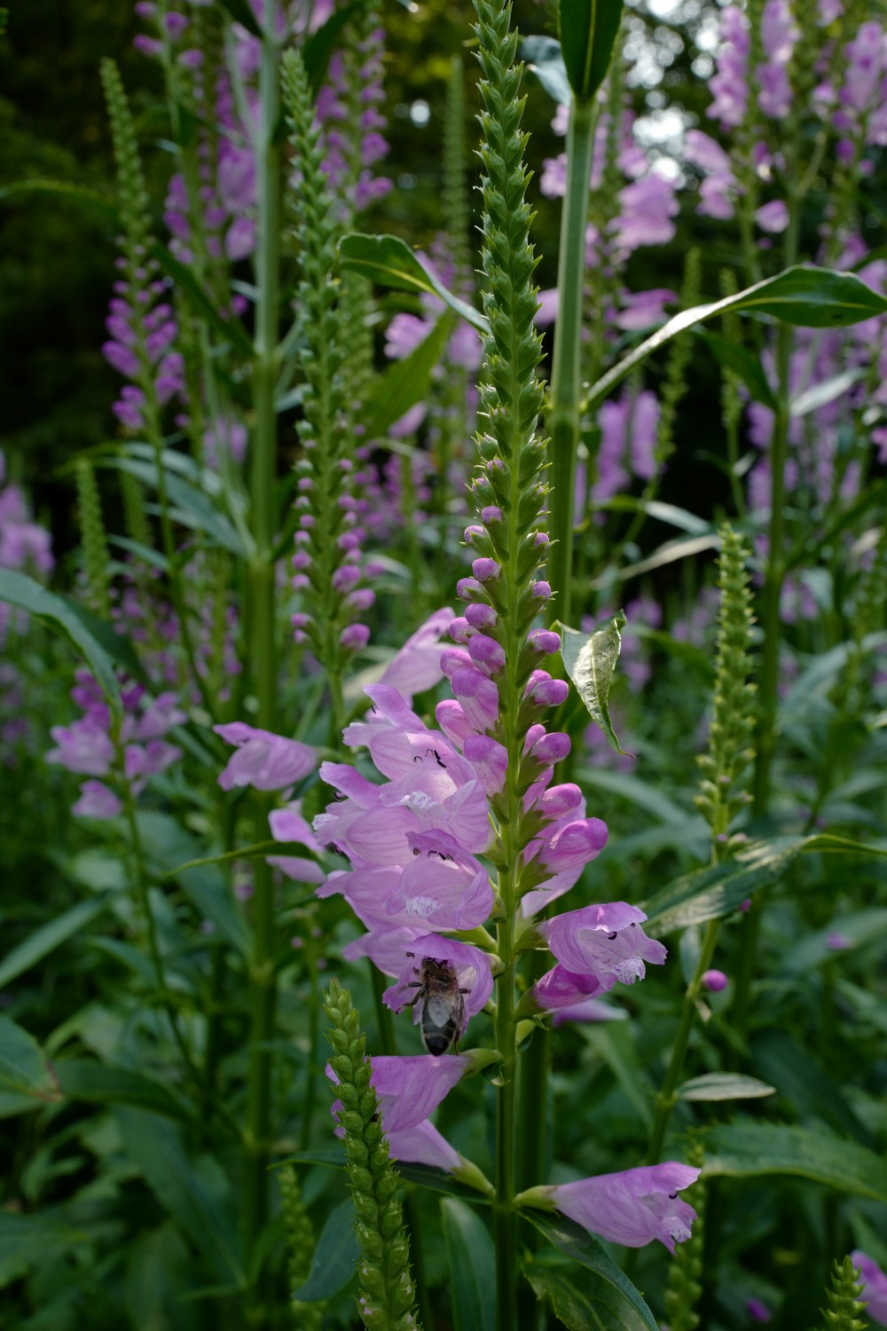 Physostegia virginiana