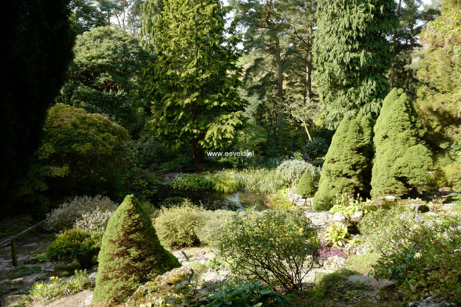 Picea abies 'Conica'