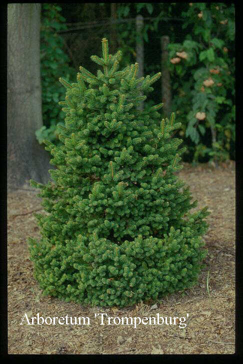 Picea abies 'Emsland'