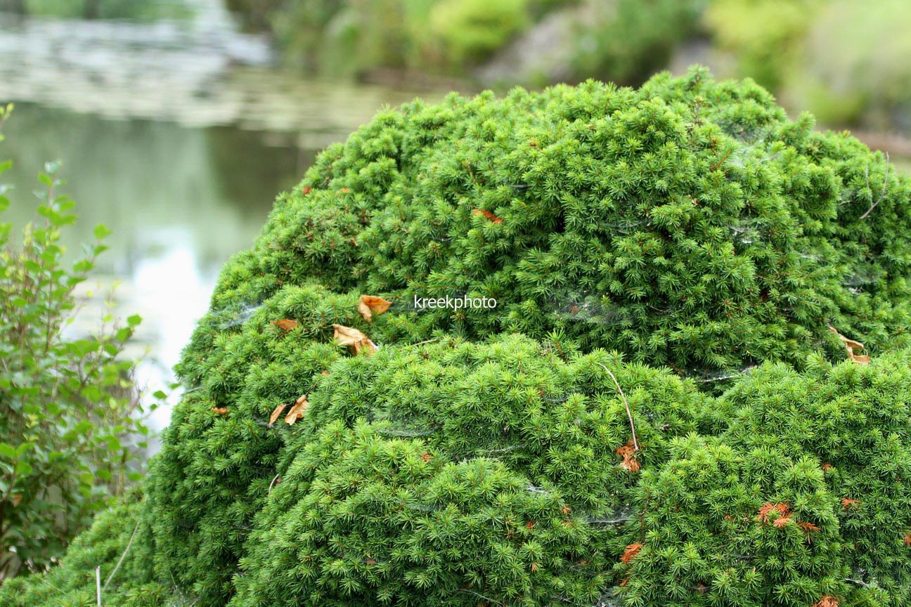 Picea abies 'Maxwellii'
