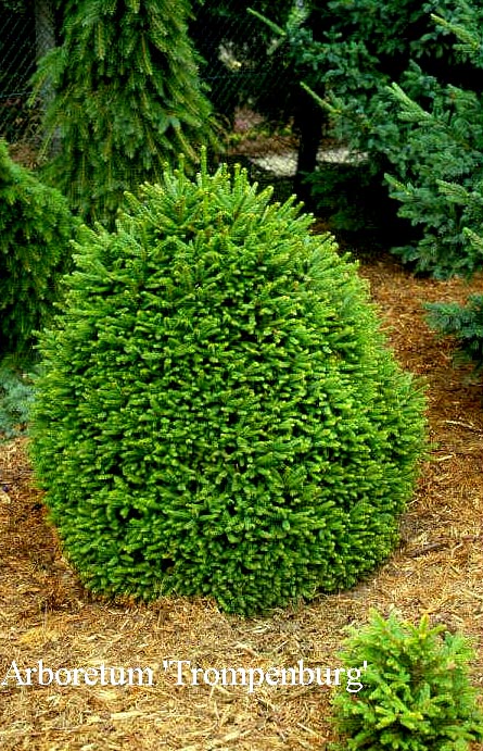 Picea abies 'Ohlendorffii'