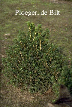 Picea abies 'Tompa'