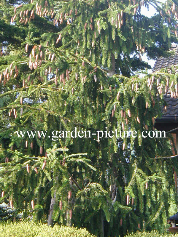 Picea abies 'Virgata'