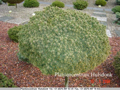Picea glauca 'Echiniformis'