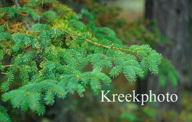 Picea glauca 'Laurin'