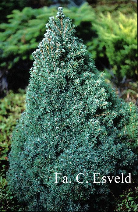 Picea glauca 'Sander's Blue'