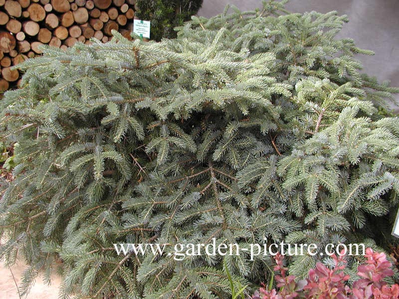 Picea lutzii 'Machala'