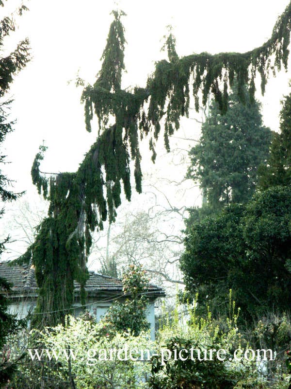 Picea omorika 'Pendula'
