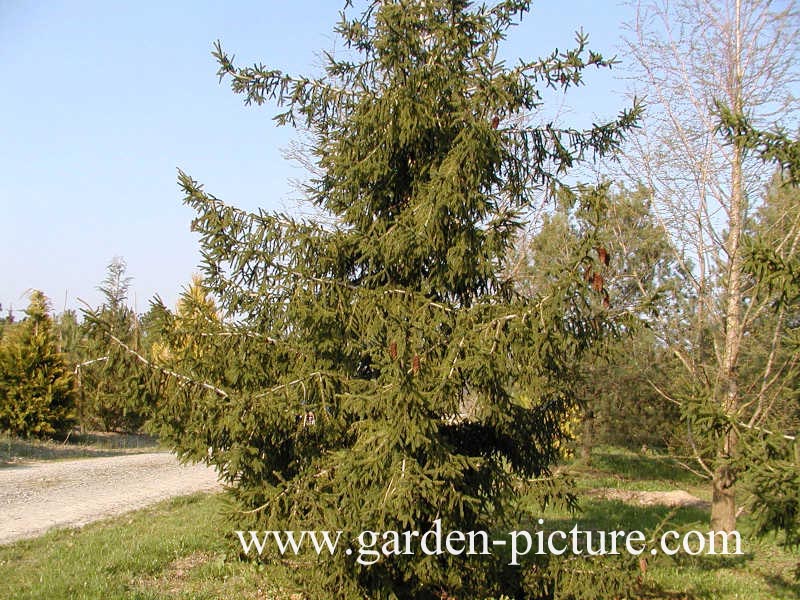 Picea orientalis 'Atrovirens'