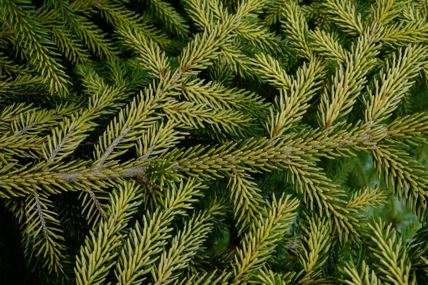 Picea orientalis 'Skylands'