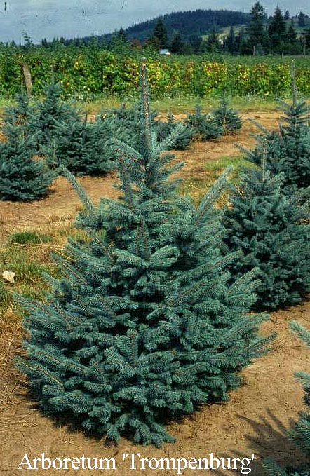 Picea pungens 'Fat Albert'