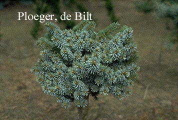 Picea pungens 'Iseli Fastigiate'