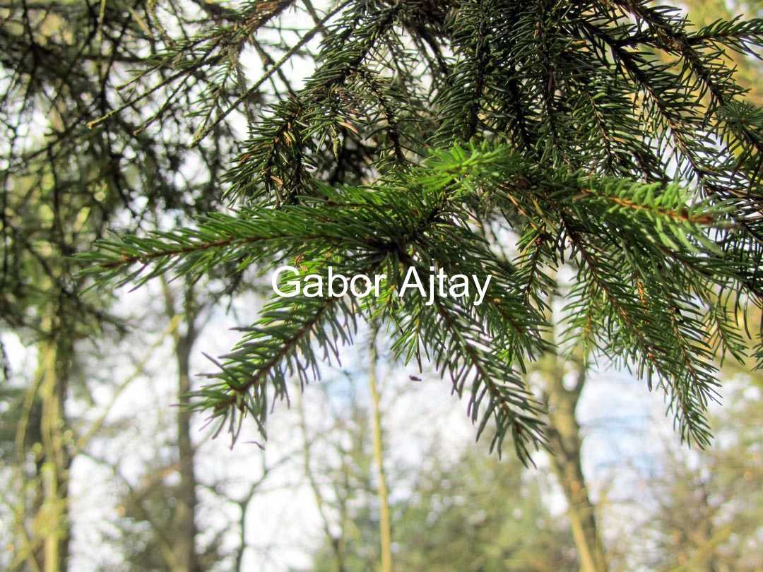 Picea pungens 'Moerheim'