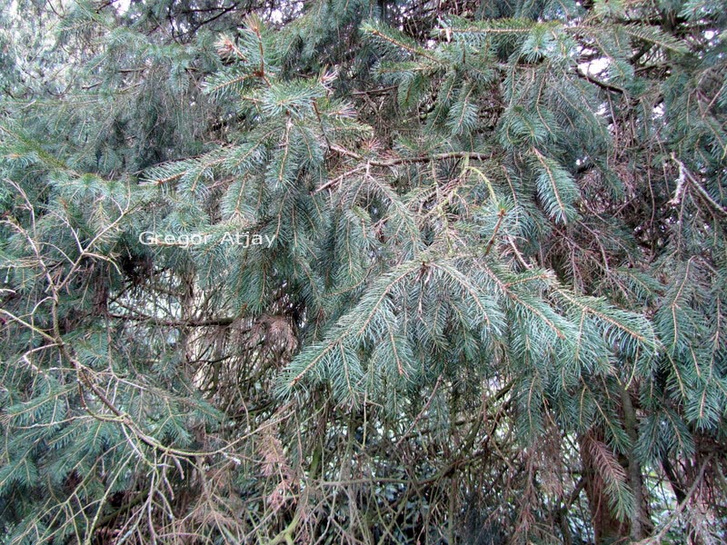 Picea schrenkiana