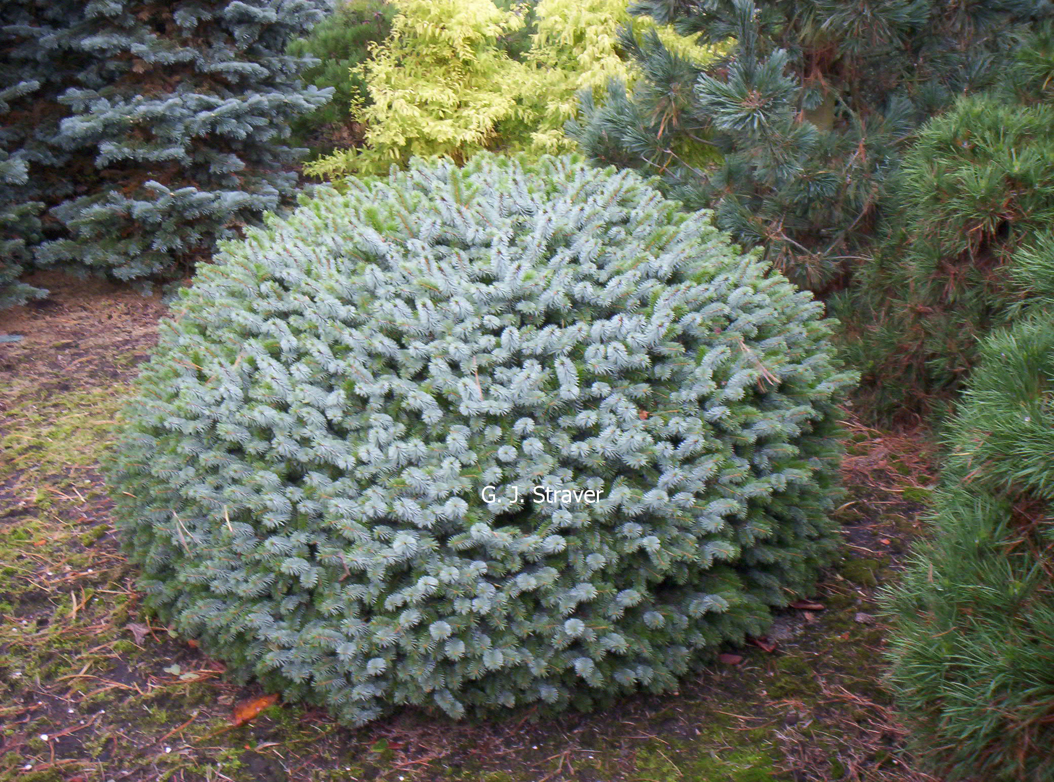 Picea sitchensis 'Tenas'