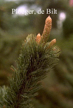 Picea sitchensis