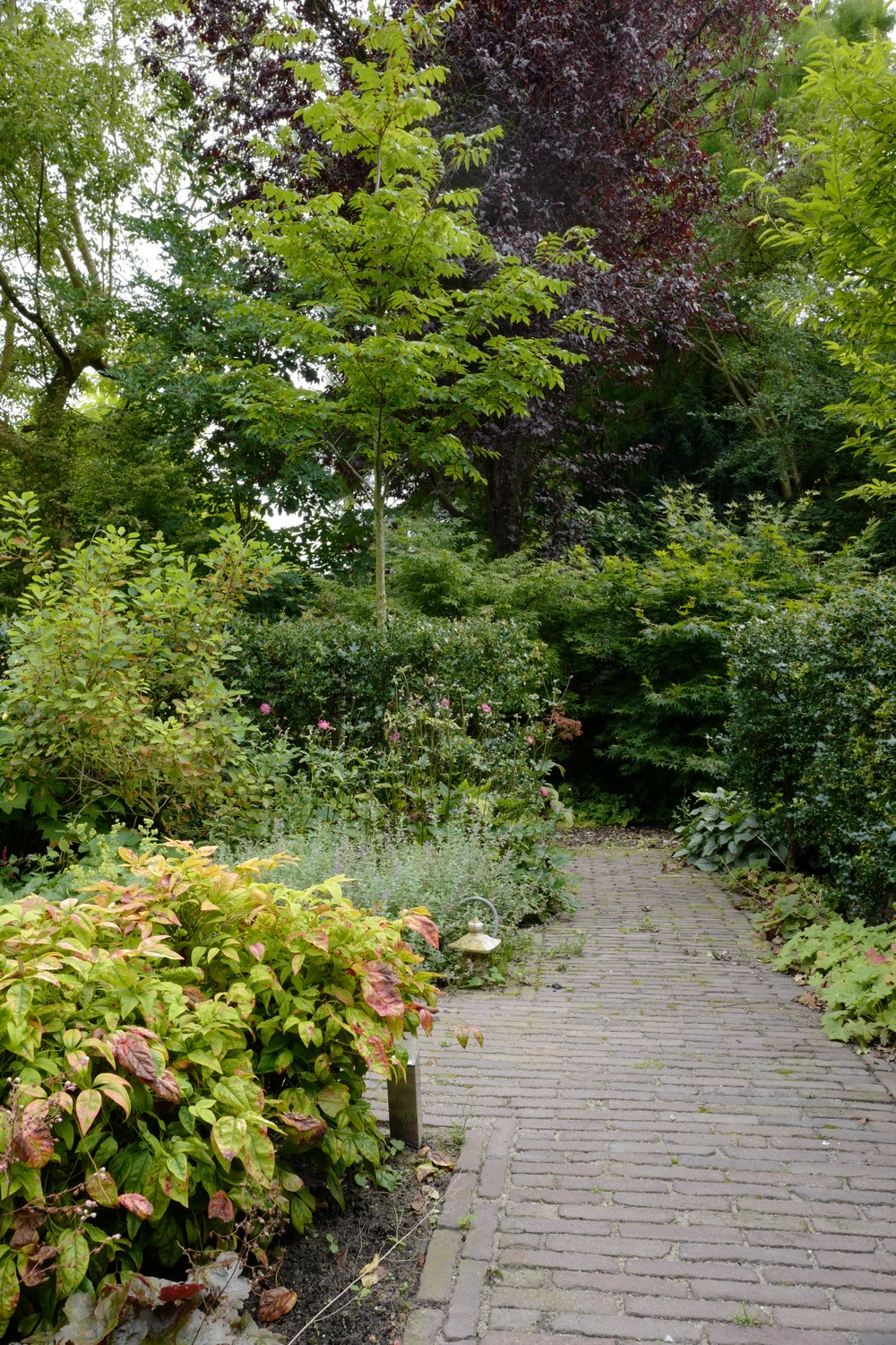 Picrasma quassioides