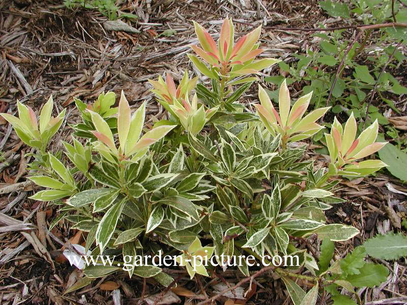 Pieris 'Robin's Wood'