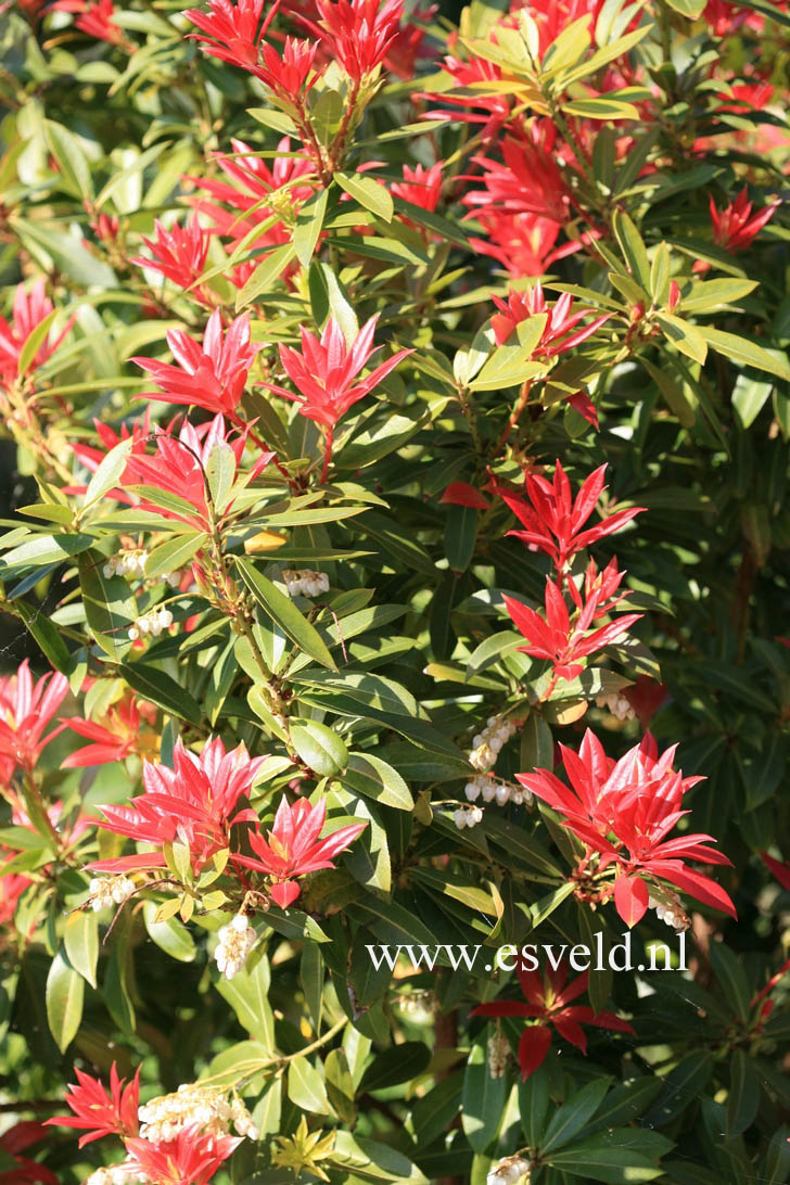 Pieris formosa forrestii 'Jermyns'