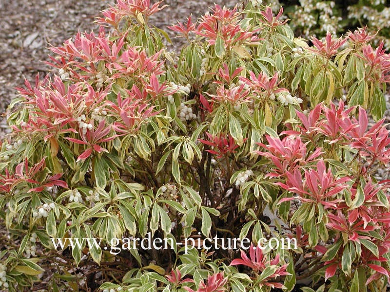Pieris japonica 'Astrid'