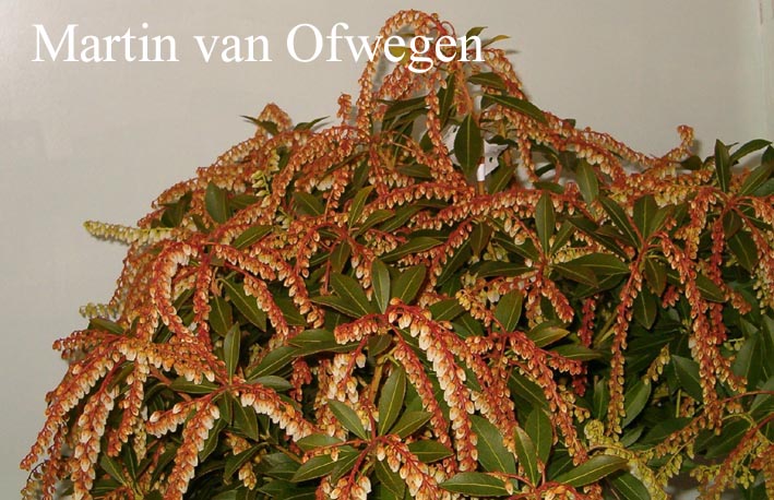 Pieris japonica 'Grayswood'