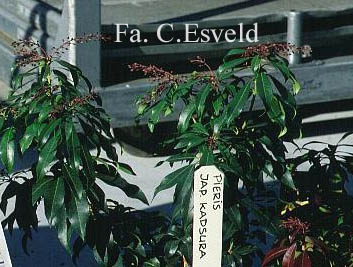 Pieris japonica 'Katsura'