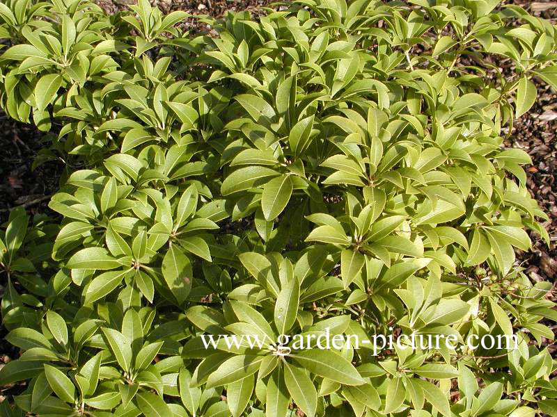 Pieris japonica 'Shojo'