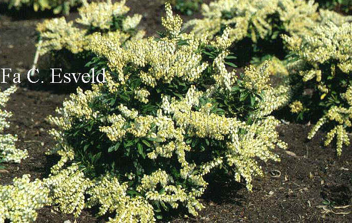 Pieris japonica 'Sinfonia'