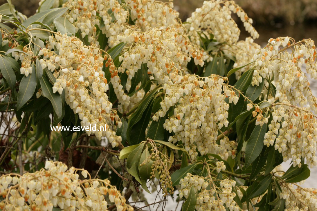 Pieris japonica 'Weeping Bride'