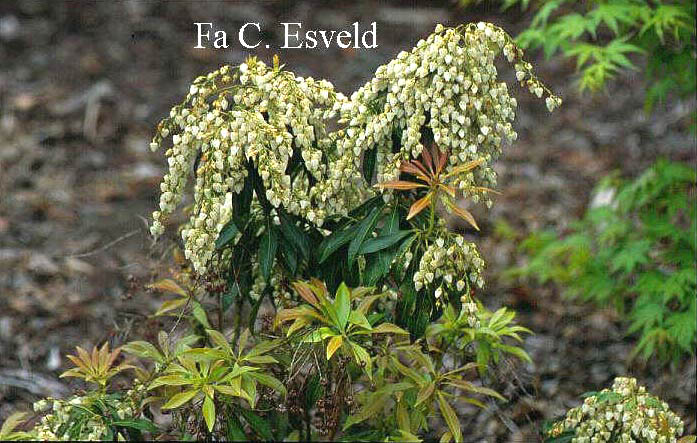 Pieris japonica 'Weeping Groom'