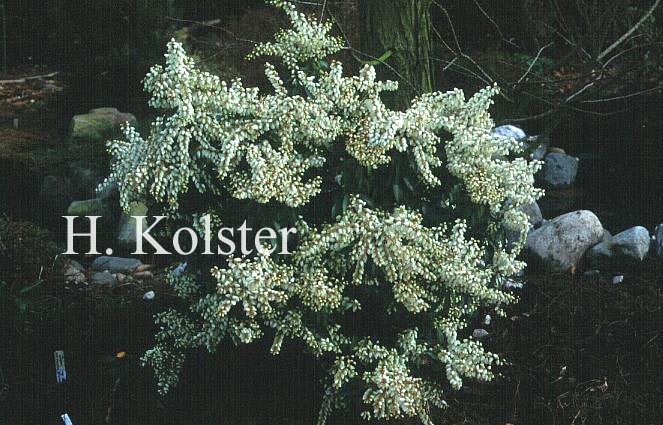 Pieris japonica 'White Pearl'