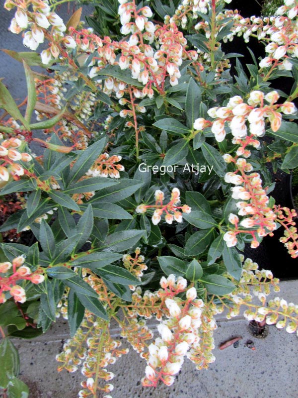 Pieris japonica 'William Buchanan'