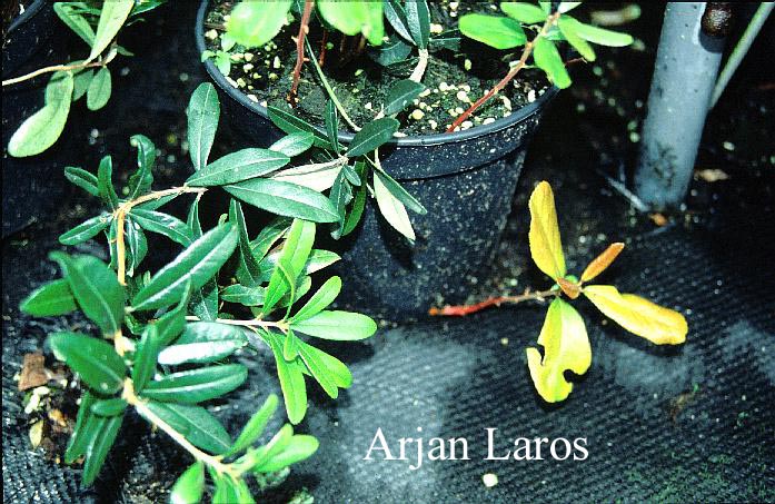 Pieris phillyreofolia