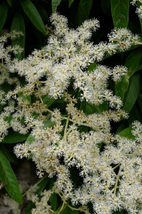 Pileostegia viburnoides