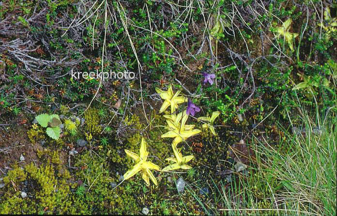Pinguicula vulgaris