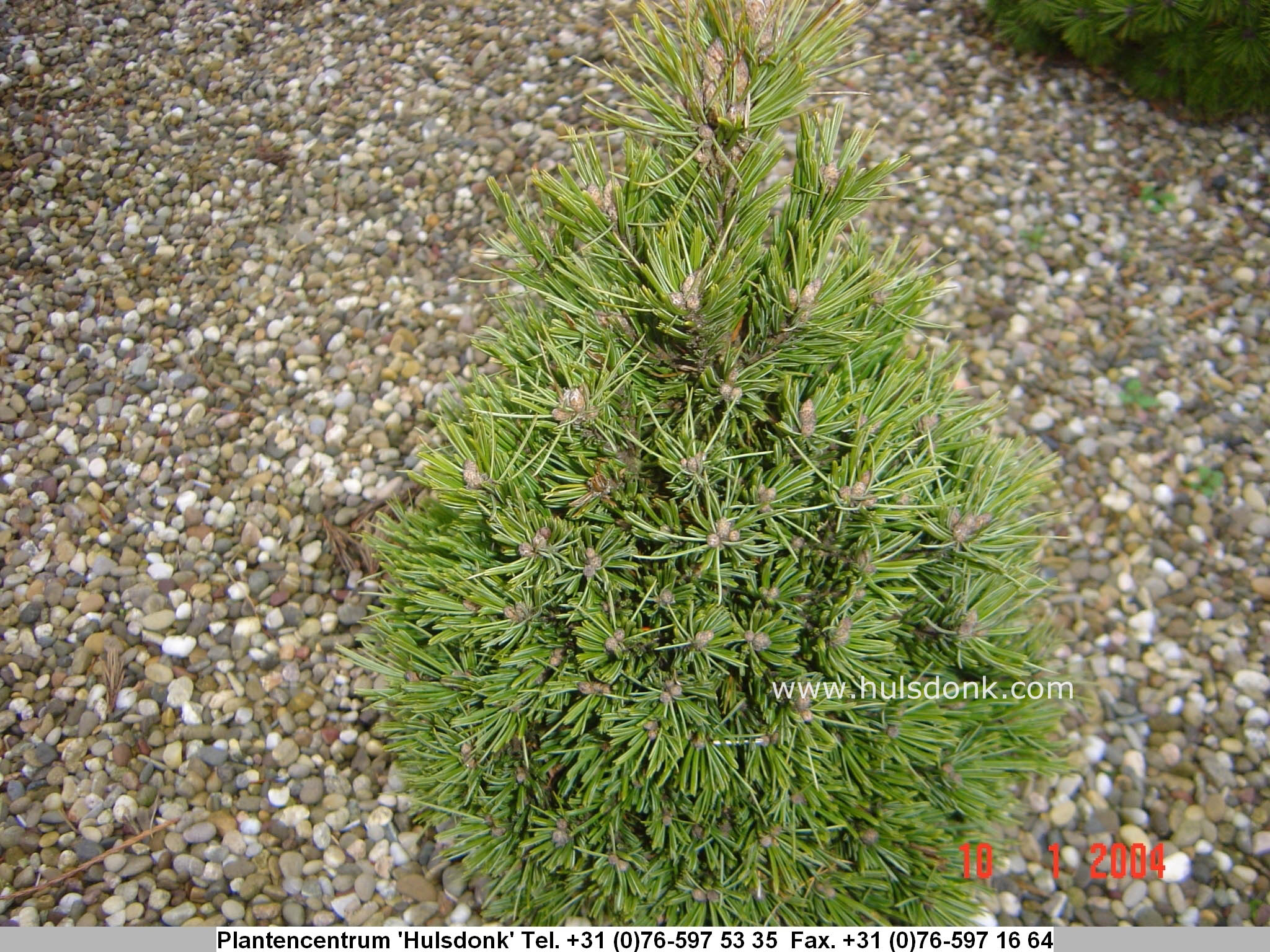Pinus aristata 'Sherwood Compact'