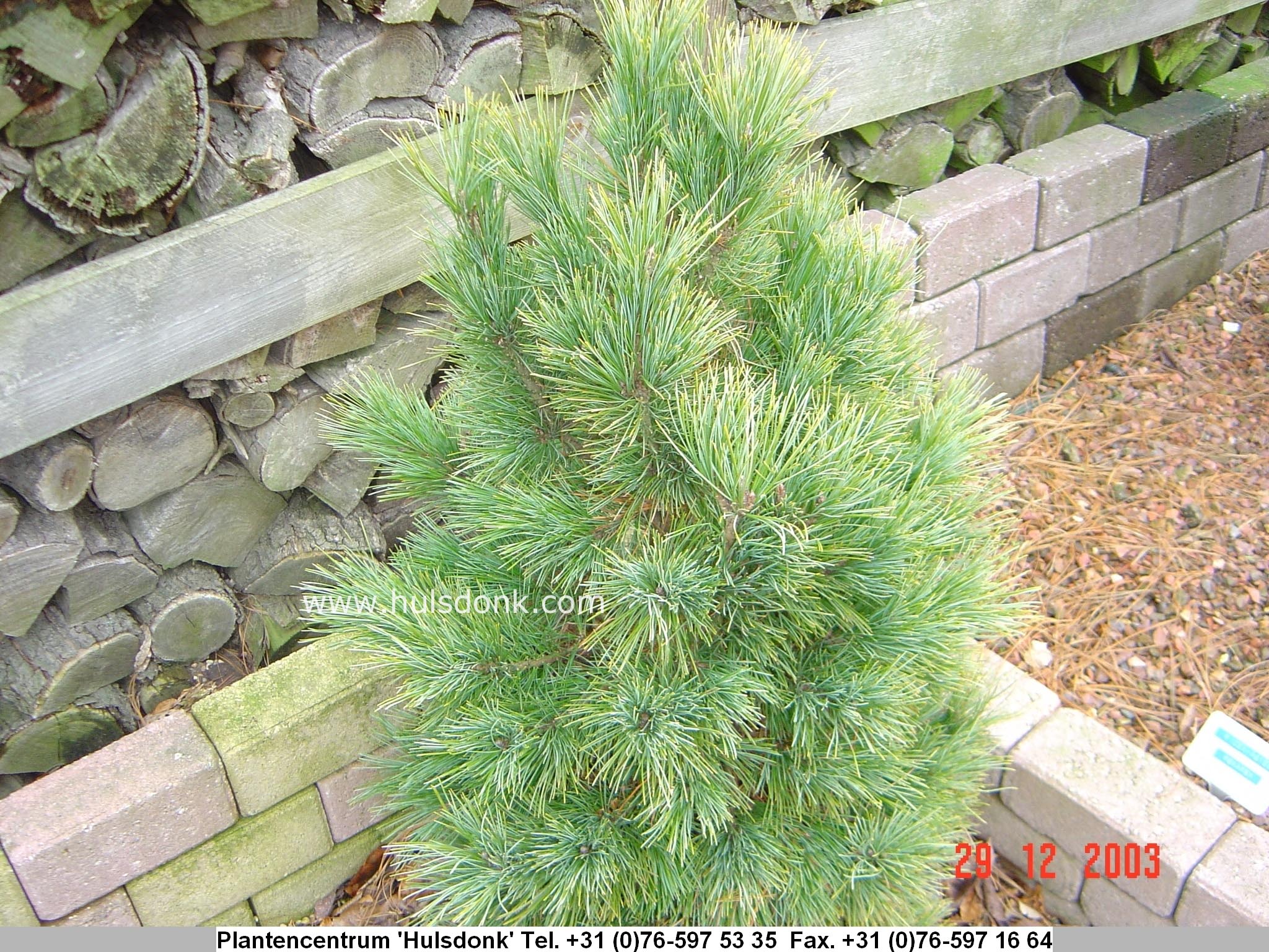 Pinus cembra 'Stricta'