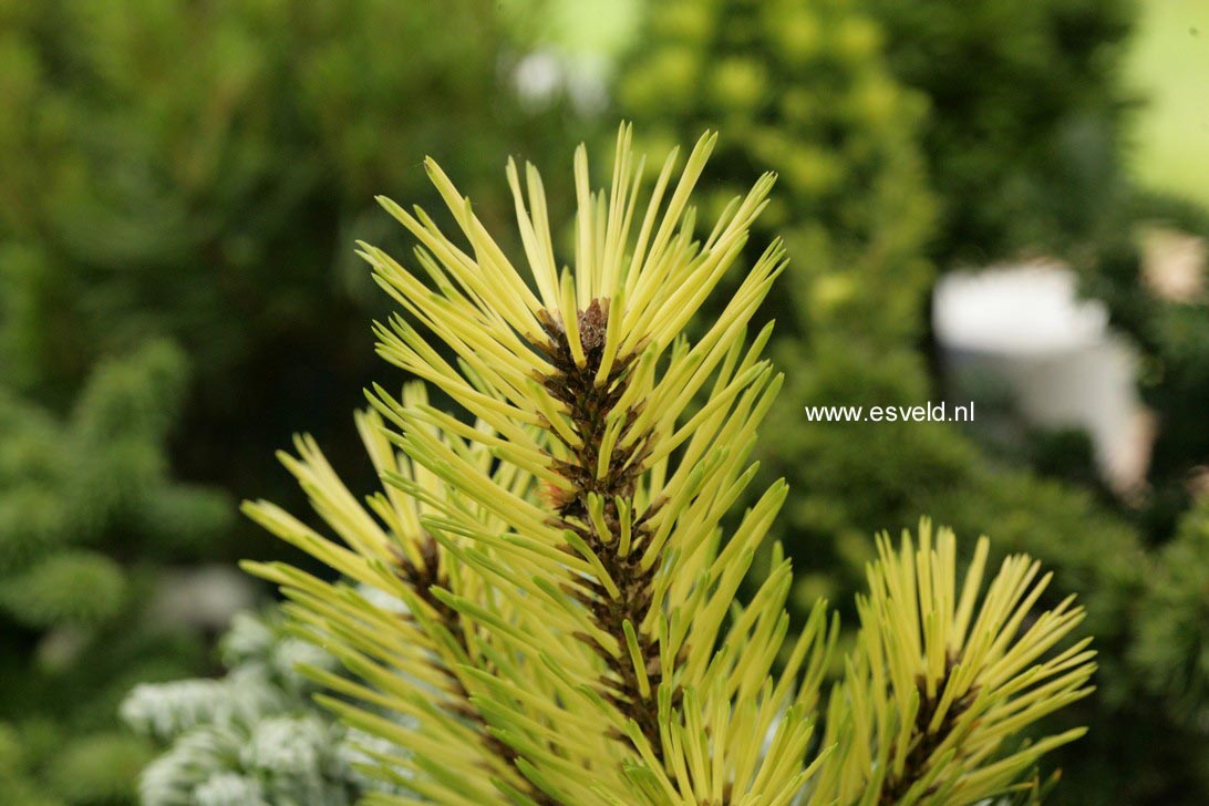 Pinus contorta 'Taylor's Sunburst'